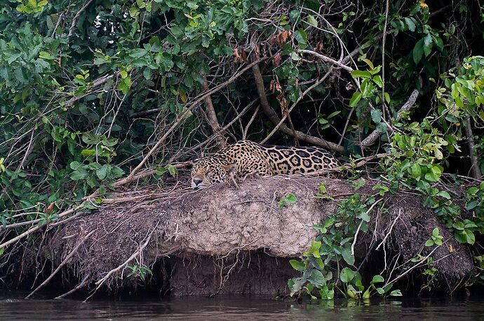 Voir où et comment faire du tourisme en regardant les jaguars dans le Pantanal - France-Rio