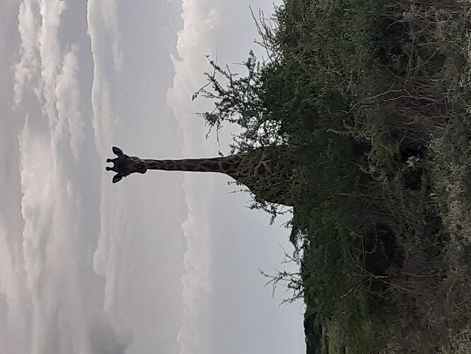 SAFARI PROPOSE PAR ELISABETH EN TANZANIE ET ZAZIBAR AVEC HORS PISTE - stephane-mardon