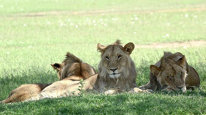 Re: Conseil itinéraire safari au Kenya - puma