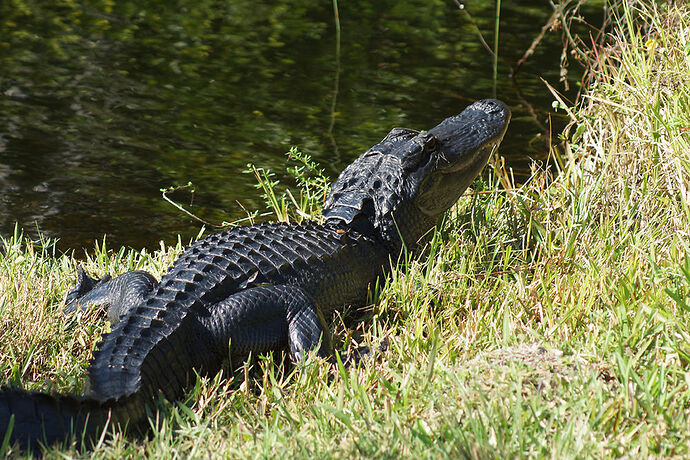 Découverte de le FLORIDE - Les KEYS & Les EVERGLADES - cartesien