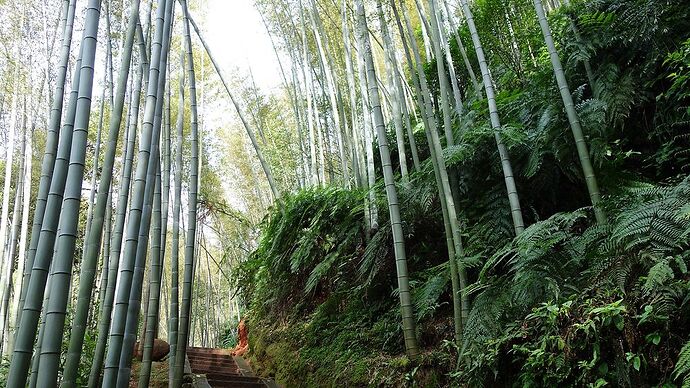 La Bamboo Sea de Shunan Zhuhai, trésor caché du Sichuan. - Le Nemoo qui voyage