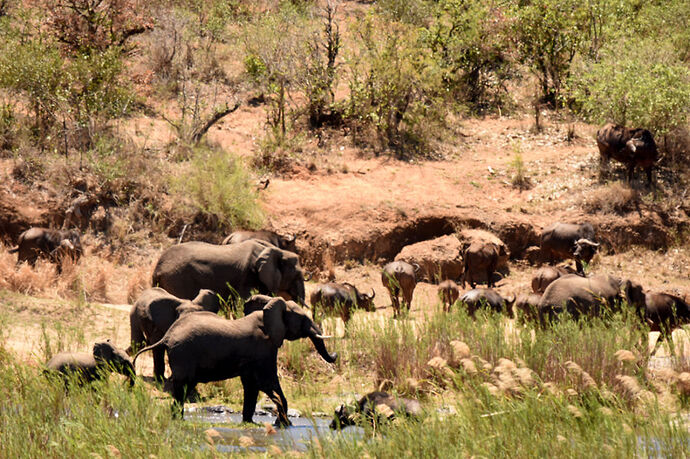 Re: Au paradis ! Compte rendu d'un voyage de 2 petites semaines en Afrique du Sud - L-argonnais Re: Au paradis ! Compte rendu d'un voyage de 2 petites semaines en Afrique du Sud - L-argonnais