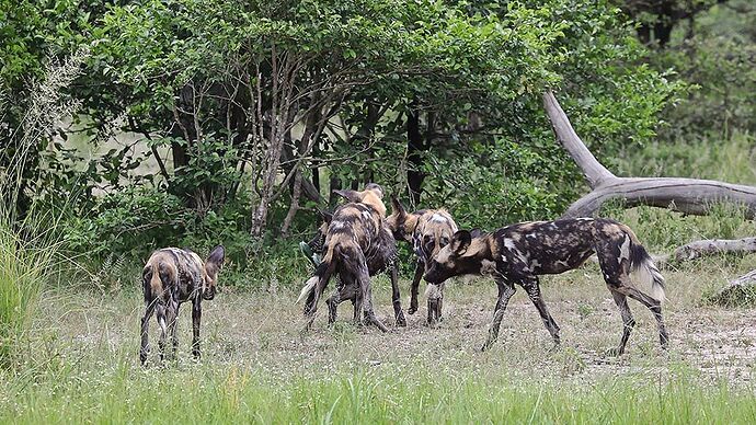 Re: Le LYCAON, ... le Chien Sauvage Africain . - puma