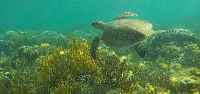 Kanawa, tortue