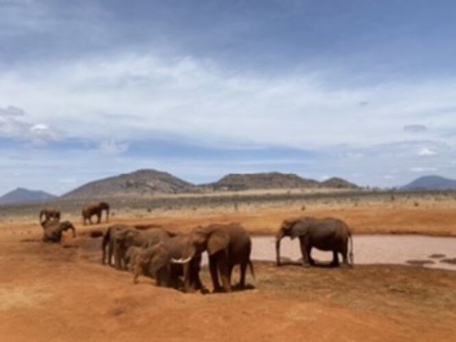 Un safari exceptionnel avec kenyasafariguide - Leabrnt