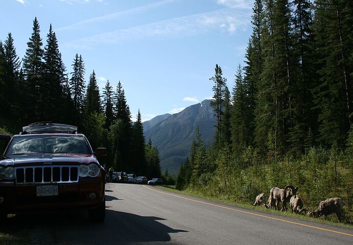 en passant par la Icefields Parkway  - Hiacinthe