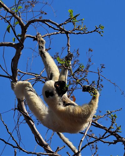 4 semai,es en 4x4 à Madagascar - PIHIEN