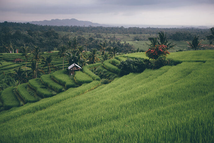 Qui a dit que Bali était trop touristique ?  - Frank Ryckewaert