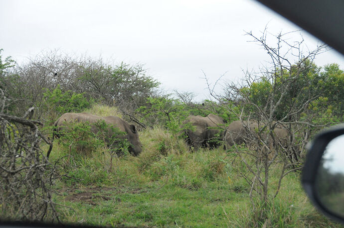 Re: Au paradis ! Compte rendu d'un voyage de 2 petites semaines en Afrique du Sud - L-argonnais Re: Au paradis ! Compte rendu d'un voyage de 2 petites semaines en Afrique du Sud - L-argonnais