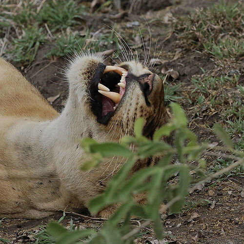 Re: A Sélous & Ruaha, pour le plaisir . - puma