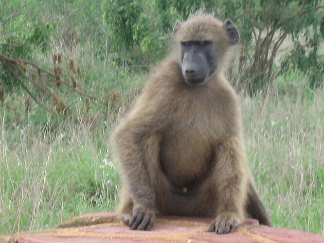 Re: Faut-il prévoir des médicaments contre le paludisme pour le Parc Kruger ?  - ulysse35