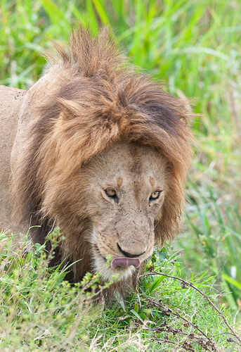 Re: Kenya juillet 2021 un nouveau safari de Samburu au Massai Mara en passant par Meru et Aberdare NP - Karen56