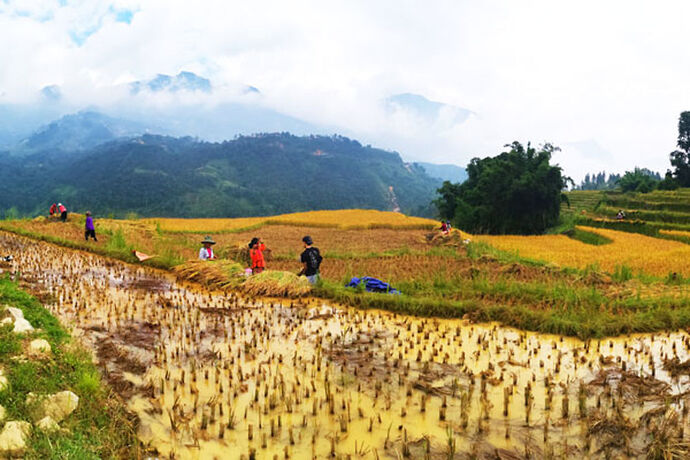 Blog : Le Top 10 des meilleurs endroits pour découvrir une rizière Vietnam - Agence Vietnam Découverte
