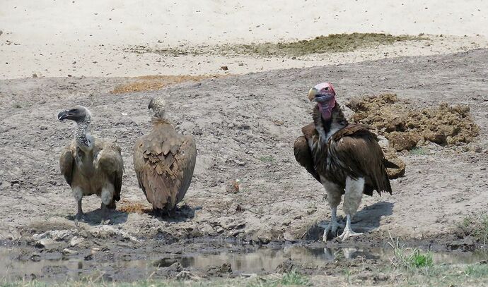 Re: NAMBOTSVIC Namibie- Botswana- Victoria Falls, 3 semaines magiques - PATOUTAILLE