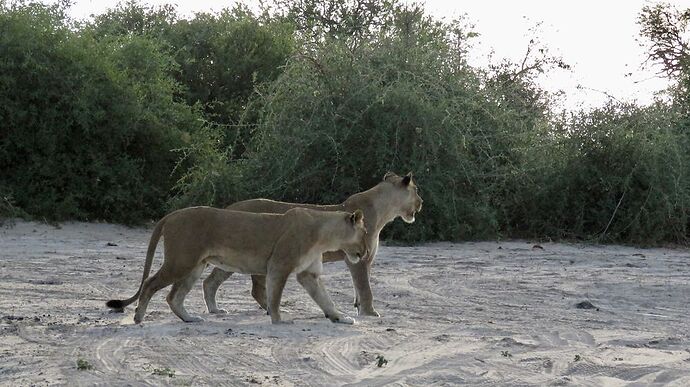 Re: NAMBOTSVIC Namibie- Botswana- Victoria Falls, 3 semaines magiques - PATOUTAILLE