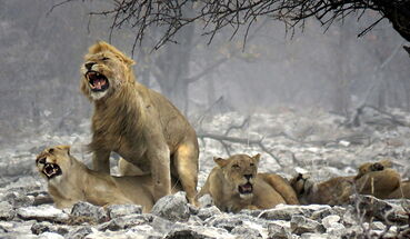 Les lions assurent le show - PATOUTAILLE