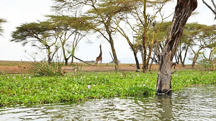 Re: Au coeur du Kenya ; le Kenya dans le coeur - Jmarc71