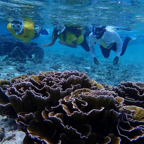 Le Corail aux Maldives - Baa Atoll area - Philomaldives Guide Safaris