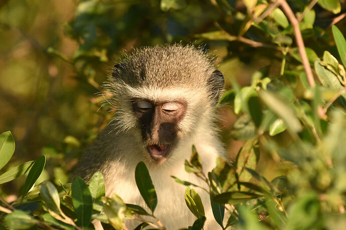 Re: Au paradis ! Compte rendu d'un voyage de 2 petites semaines en Afrique du Sud - L-argonnais Re: Au paradis ! Compte rendu d'un voyage de 2 petites semaines en Afrique du Sud - L-argonnais