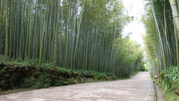 La Bamboo Sea de Shunan Zhuhai, trésor caché du Sichuan. - Le Nemoo qui voyage