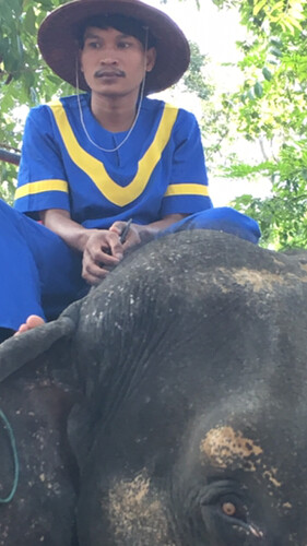 Re: Balade à dos d'éléphants au Cambodge - Nivche