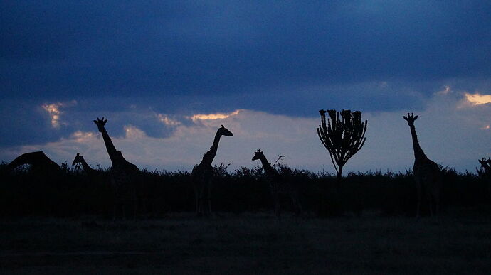 Re: Waltz Tours Safaris au Kenya - PsY-Martinez