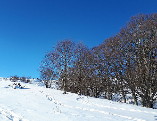 Re: Rando raquettes Massif Central - bernique