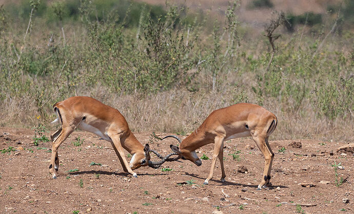 Re: Kenya juillet 2021 un nouveau safari de Samburu au Massai Mara en passant par Meru et Aberdare NP - Karen56