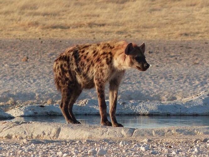 Re: 3 fabuleuses semaines Namibiennes- juillet 2021 - Patbillvoyage