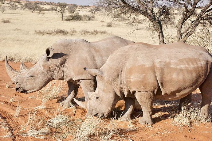 Re: 25 jours en Namibie en juillet 2021 - blueb