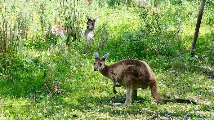 Re: Australie 2017, Côte Ouest de Broome à Perth - PATOUTAILLE