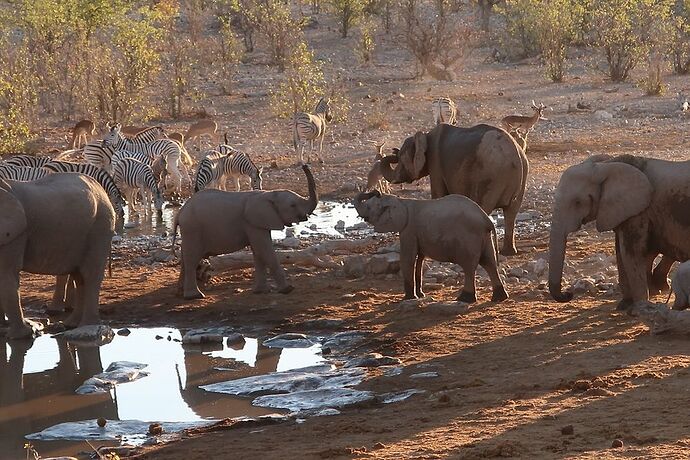 Re: Retour de Namibie fin mai début juin avec 2 loustics de 2 et 5 ans  - adefab