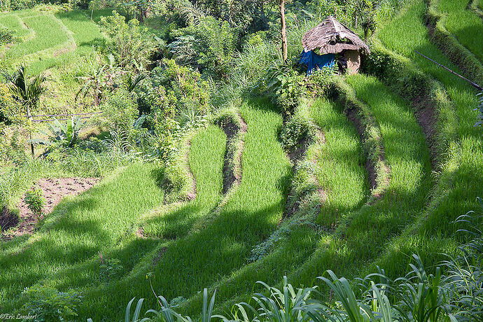 Re: Bali, un seul mot: Fuyez! - Eric-Angers