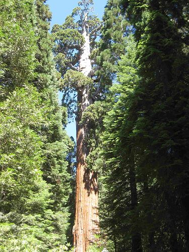 Re: Au pays des sequoias - yensabai