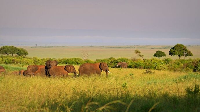 Re: Au coeur du Kenya ; le Kenya dans le coeur - Jmarc71