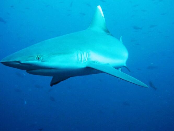 Re: Les risques avec les requins aux Maldives - Philomaldives Guide Safaris