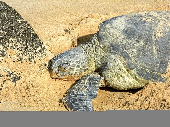 Retour voyage sur l'île de Oahu pendant 2 semaines + info budget - dhanutella