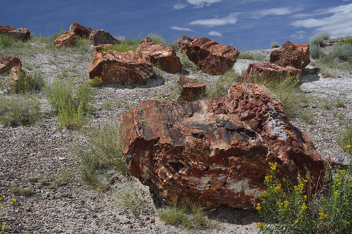 Dimanche 26 Juillet : Petrified Forest – Painted Desert NP - darth