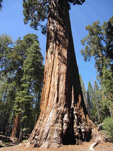 Re: Au pays des sequoias - yensabai