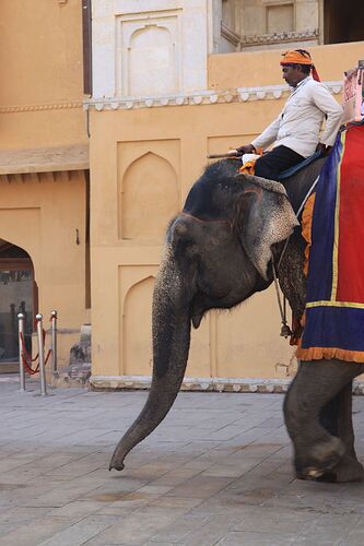 Re: Avis objectif agence India Karni - Philip-Brutoux