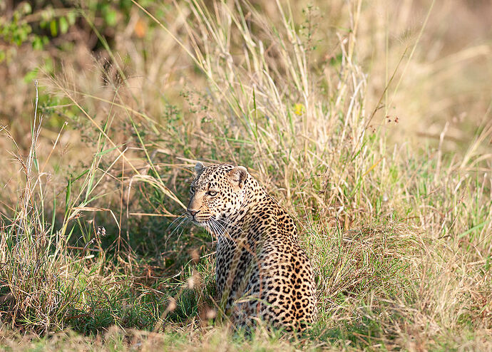 Re: Kenya juillet 2021 un nouveau safari de Samburu au Massai Mara en passant par Meru et Aberdare NP - Karen56