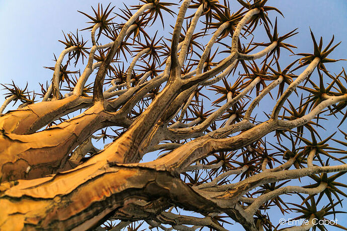 Sunset at Quiver Tree Forest - Millie