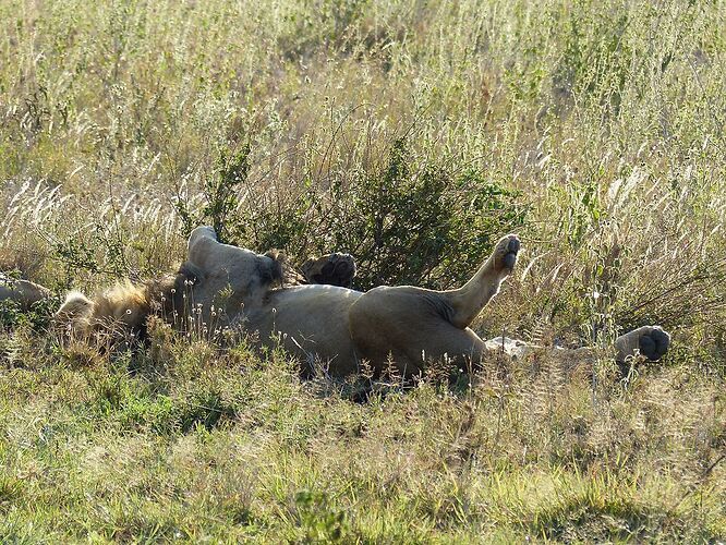 Première famille de lions - 2ème jour dans le Serengeti - fabienne65