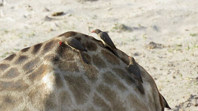 Re: NAMBOTSVIC Namibie- Botswana- Victoria Falls, 3 semaines magiques - PATOUTAILLE