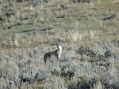 les photos de Yellowstone - Eywa42