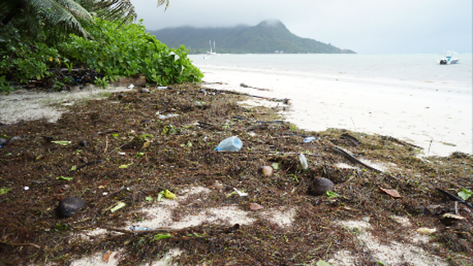 Re: Algues sur Praslin / Grand Anse en août - Seychelles - seychelles8