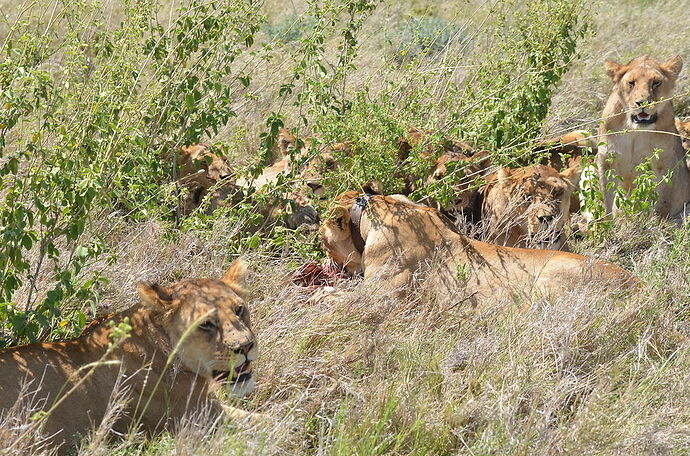 Première famille de lions - 2ème jour dans le Serengeti - fabienne65