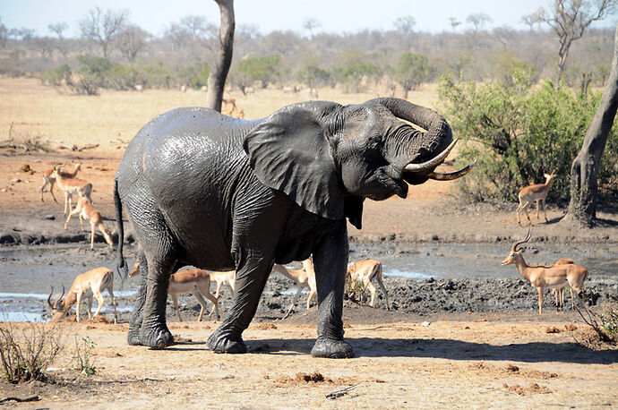 Re: Au paradis ! Compte rendu d'un voyage de 2 petites semaines en Afrique du Sud - L-argonnais