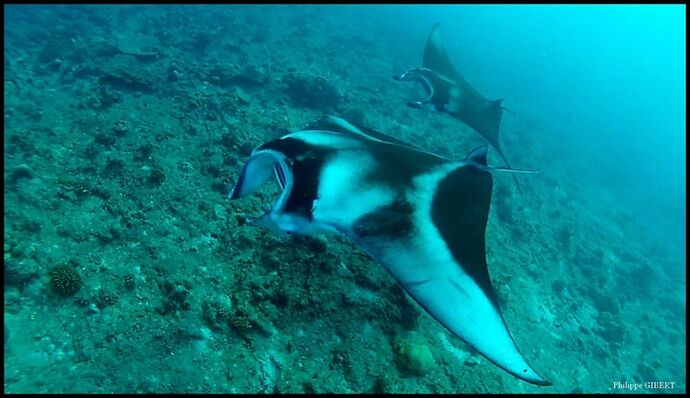Maldives eau claire !! - Philomaldives Guide Safaris Maldives eau claire !! - Philomaldives Guide Safaris