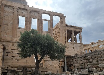 L'olivier de l'Acropole